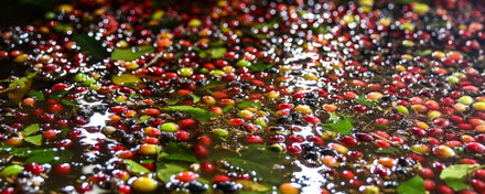 Fermentation du café