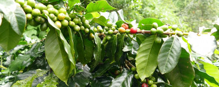Arabica
